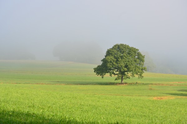 Baum in Muesen - (c) R Herling.jpg